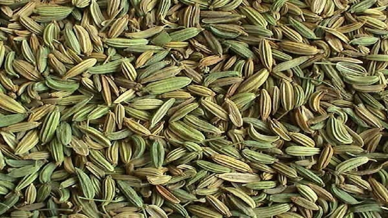 افزون‌بر١۵٠ تن زیره سبز در تفتان سیستان و بلوچستان برداشت می‌شود