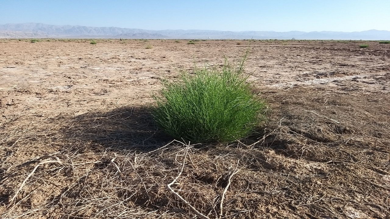 اجرای طرح هرس تاغ زار در جنگل های سرخه