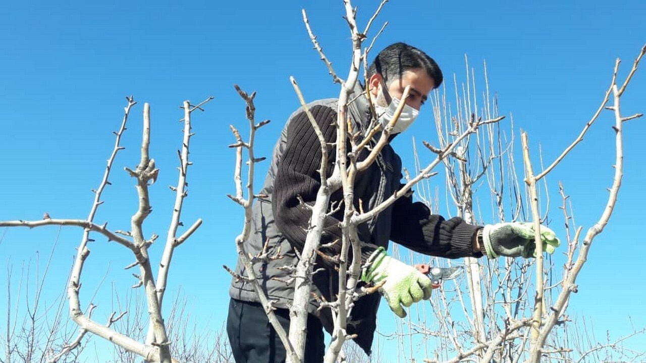 درختان کرج جان دوباره می گیرند