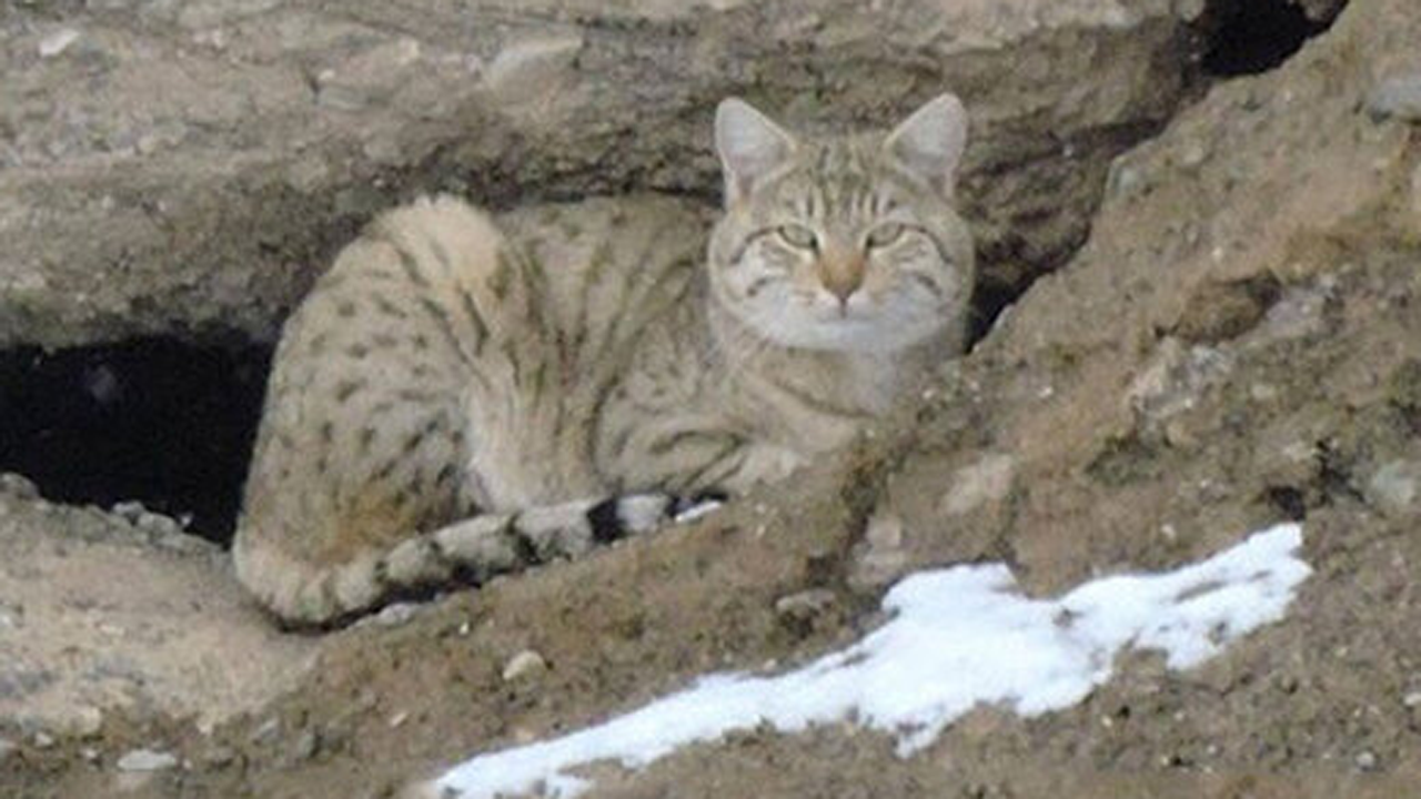 فیلمی دیدنی از ۲ گربه وحشی در کوهستان
