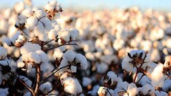 بارگیری پنبه با استفاده از روشی جالب + فیلم