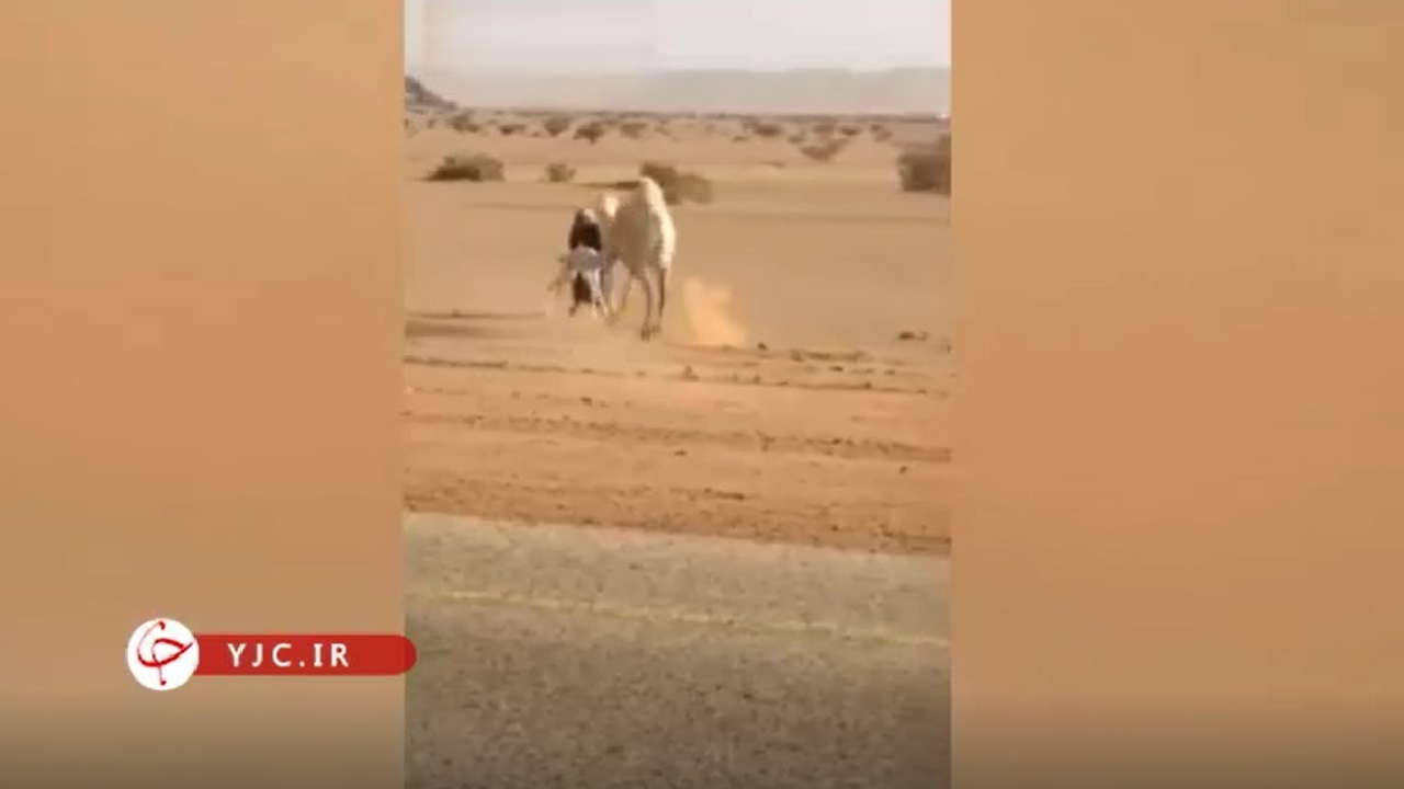 اقدام تحسین‌برانگیز مرد جوان با مشاهده ۲ شتر وسط اتوبان + فیلم