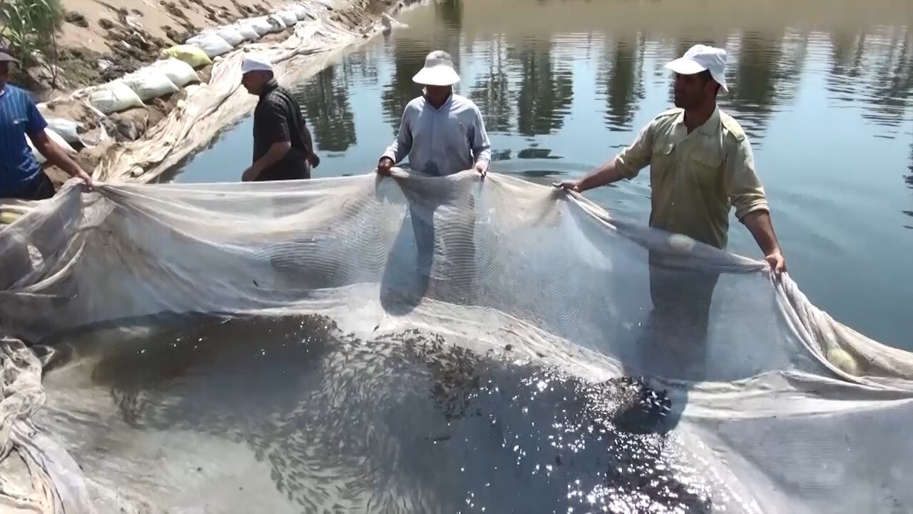 بازسازی ذخایر ژنتیکی ماهیان خزر