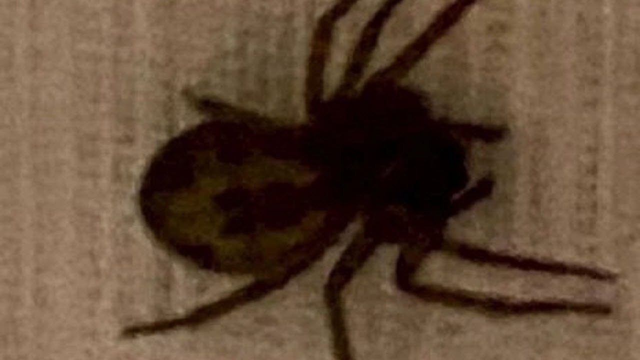 حمله عنکبوت سمی، دختر جوان را تا آستانه مرگ برد