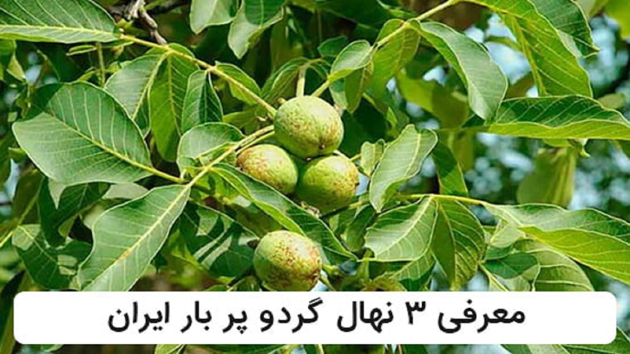 معرفی ۳ رقم از نهال‌های گردو پر بار ایران