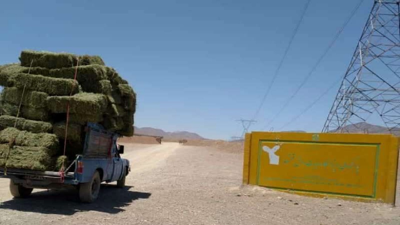 اهدای افزون بر یک تن علوفه خشک به حیات وحش قمیشلو اصفهان