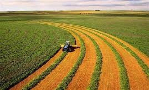 اجرای موفق طرح جهش تولید در دیمزارهای کشور با وجود خشکسالی اجرای موفق طرح جهش تولید در دیمزارهای کشور با وجود خشکسالی