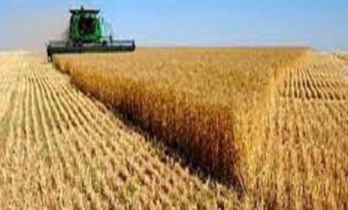 اجرای موفق طرح جهش تولید در دیمزارهای کشور با وجود خشکسالی اجرای موفق طرح جهش تولید در دیمزارهای کشور با وجود خشکسالی