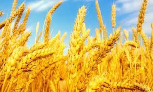 اجرای موفق طرح جهش تولید در دیمزارهای کشور با وجود خشکسالی اجرای موفق طرح جهش تولید در دیمزارهای کشور با وجود خشکسالی