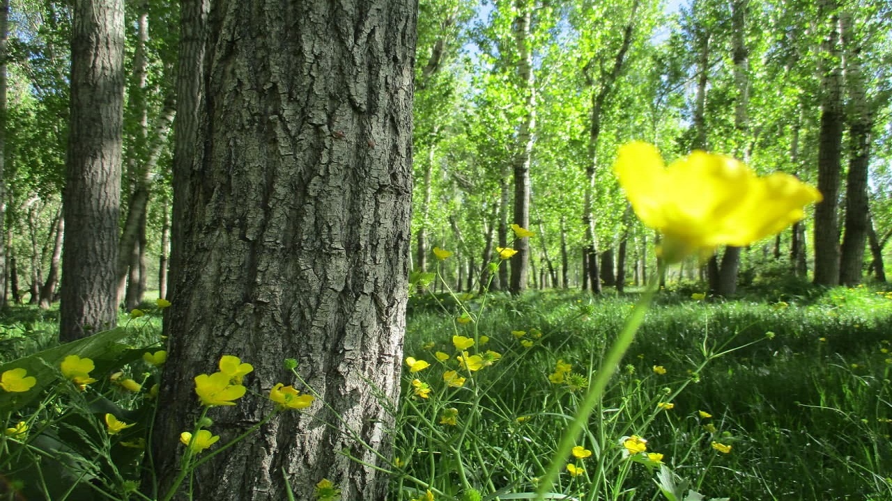 نمایی از طبیعت بکر و زیبای امامزاده زیدبن علی (ع) در سمیرم + تصاویر