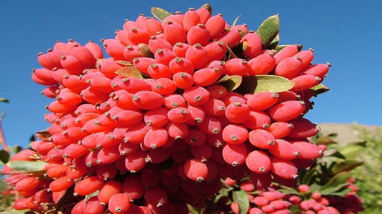 برق دزدی؛ کیسه دوزی برای مال مردم/ فروش آب به جای بنزین در خوزستان/ سقوط آزاد قیمت زرشک/ روز&zwnj;های تلخ بزرگترین دریاچه جهان