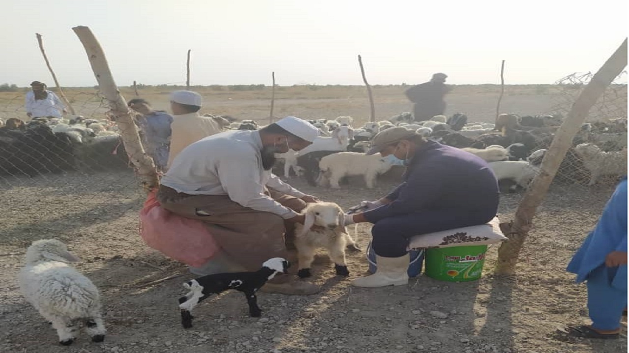 تلاش ستودنی کارکنان دامپزشکی سیستان و بلوچستان در سایه سنگین کرونا