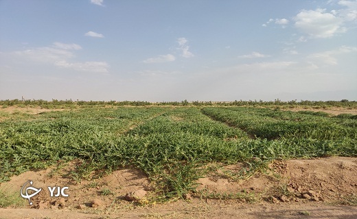 هندوانه یزدی نقطه سر خط + تصاویر