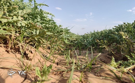 هندوانه یزدی نقطه سر خط + تصاویر