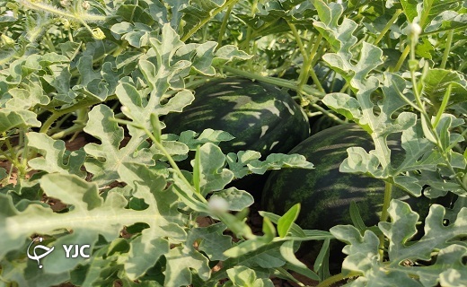 هندوانه یزدی نقطه سر خط + تصاویر