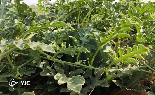 هندوانه یزدی نقطه سر خط + تصاویر