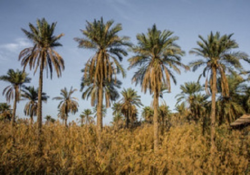 سد خاکی مارد راهکاری موقت و اضطراری