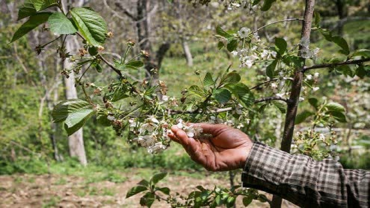 خسارت ۱۸ هزار میلیاردی سرمازدگی به بخش کشاورزی چهارمحال و بختیاری