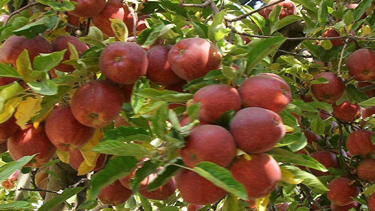 ۴۲۰هزار تن محصولات باغی در استان اردبیل تولید می‌شود