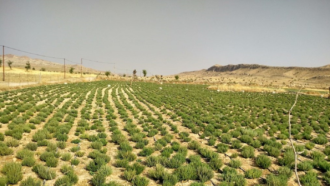 طرح ۵۵۰ هکتاری کشت گیاهان دارویی در کوهرنگ کلید خورد