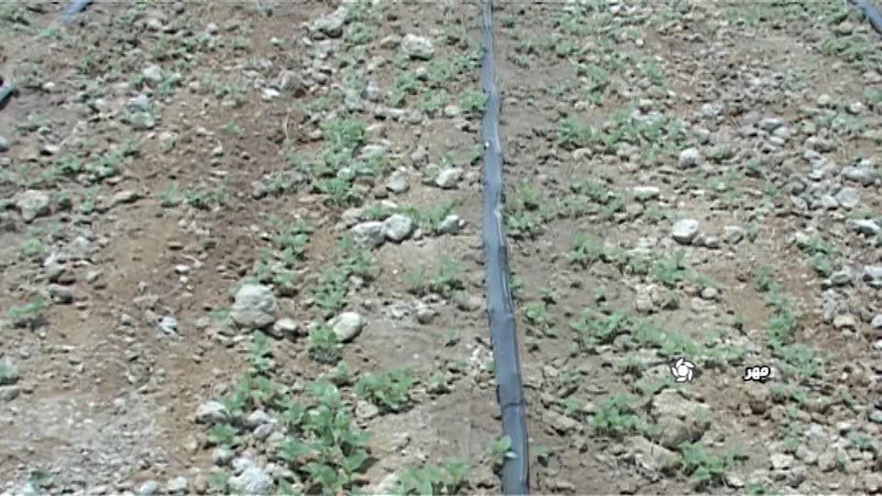 کشت پنبه در مهر
