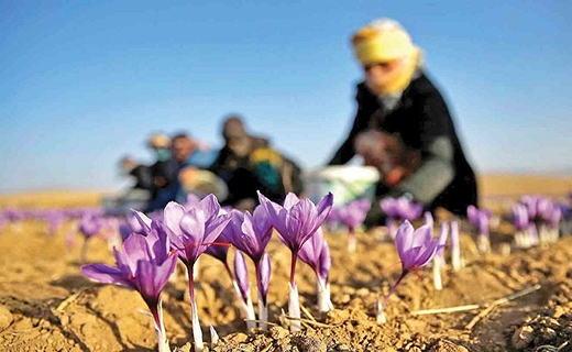چالش&zwnj;های زعفران&zwnj; تمامی ندارد