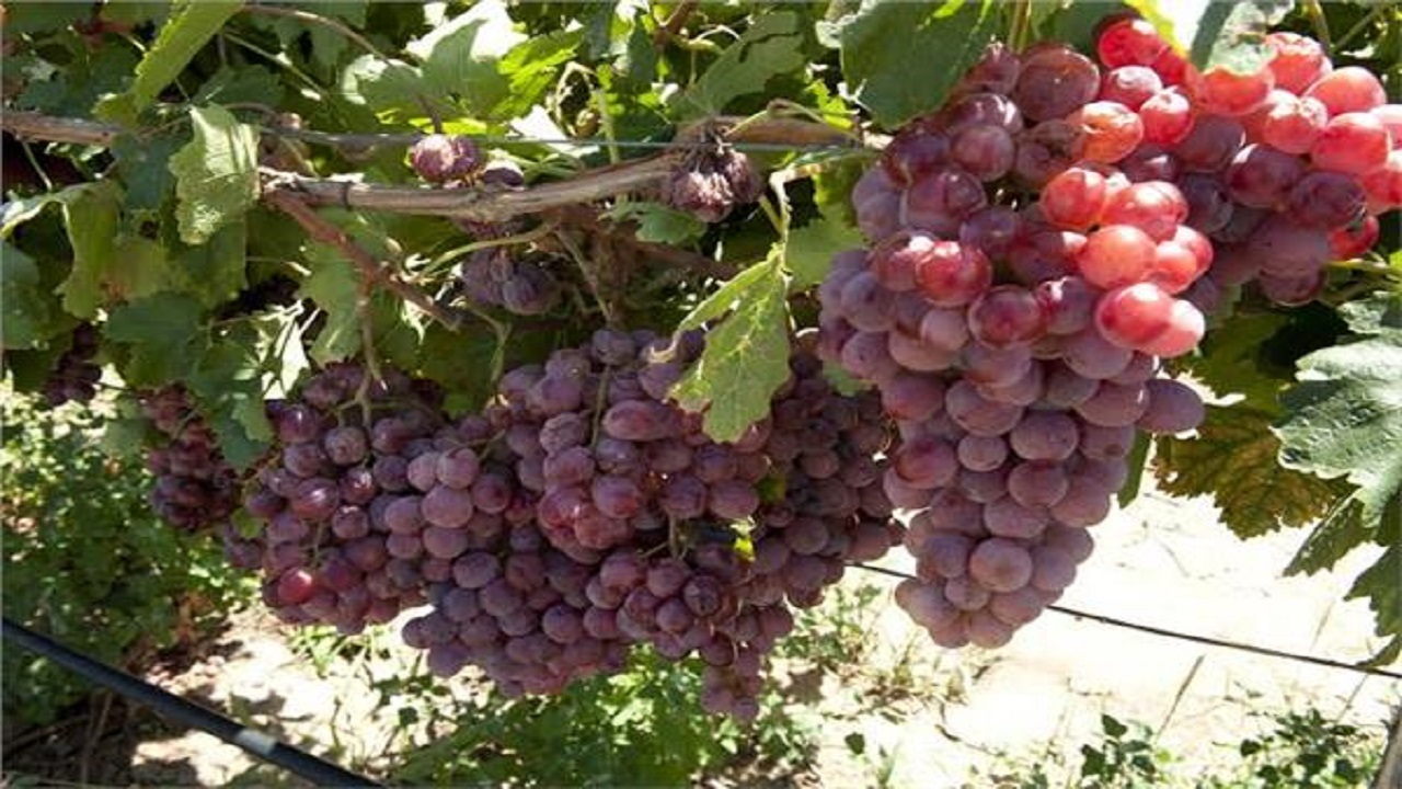 مضرات زیاده‌روی در مصرف انگور