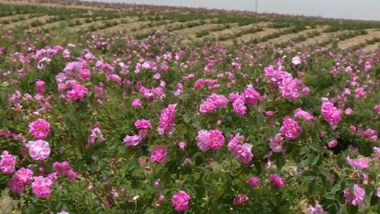 کشاورزی که از بحران خشکسالی فرصت‌های ناب ایجاد کرد+ فیلم