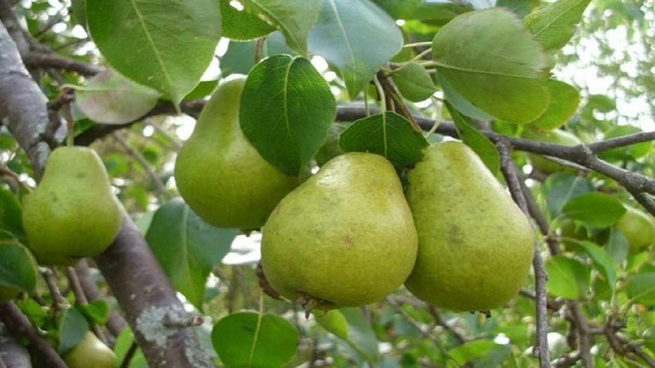 آغاز برداشت گلابی از باغات خراسان جنوبی