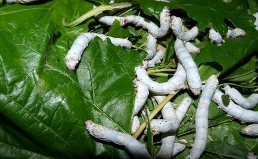 نوغانداری نوغانداری