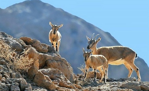 محیط زیست