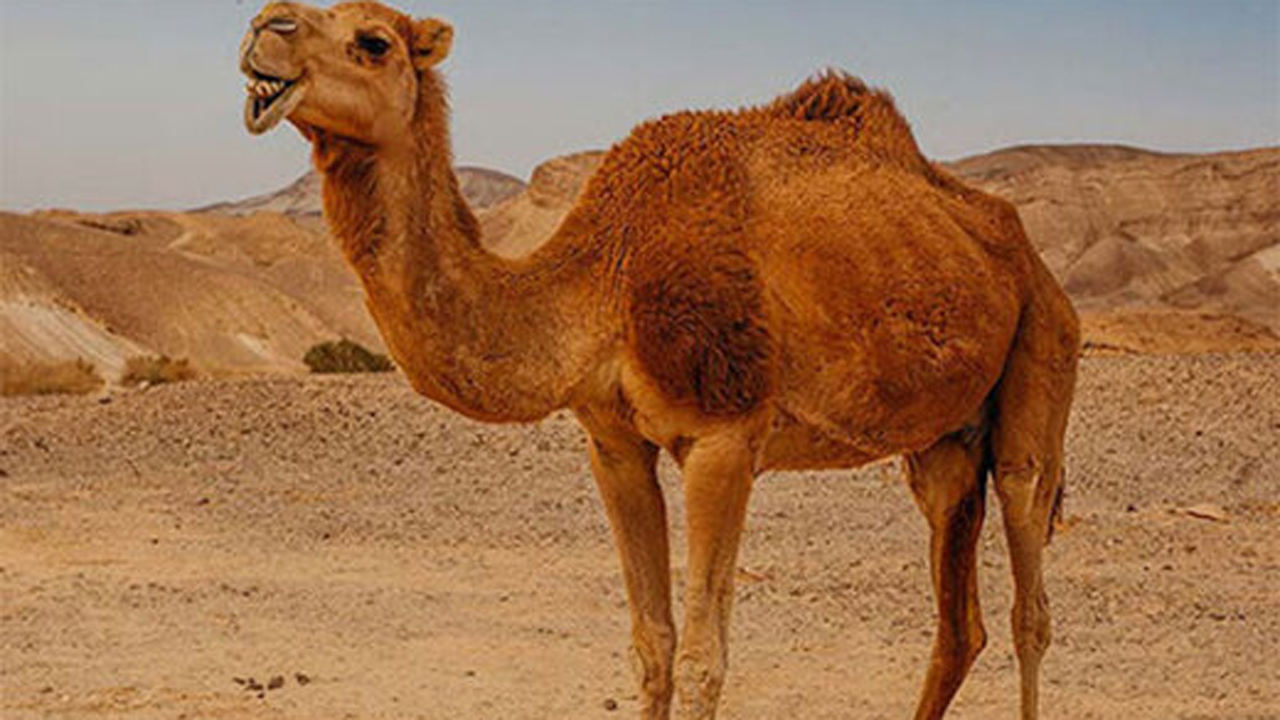 آب دادن به شتر در گرمای ۶۰ درجه صحرا + فیلم