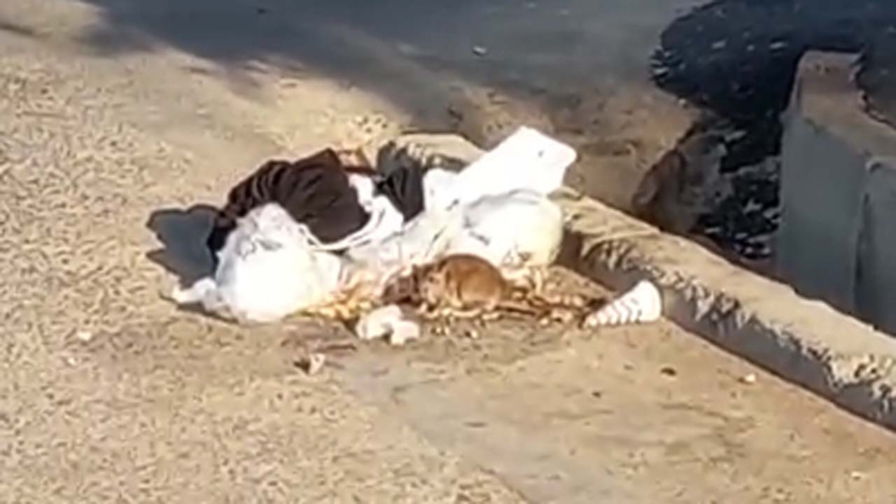 فیلمی از بهداشت نامناسب معابر در محله کیانشهر