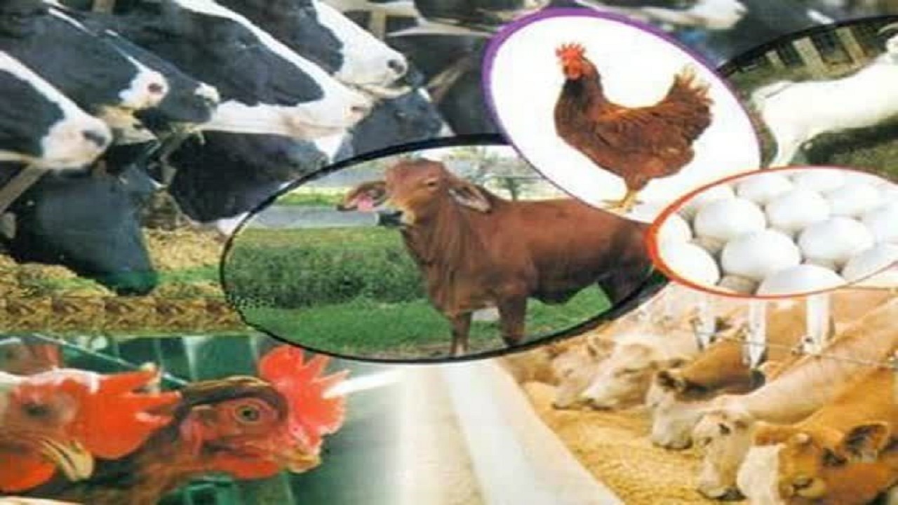 صادرات ۷ میلیون دلاری فرآورده های خام دامی از اصفهان