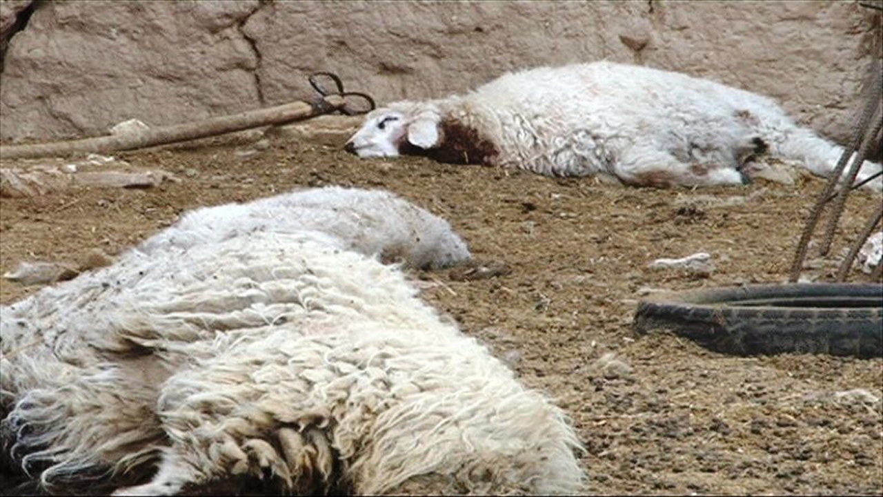 تلف شدن دام‌های مولد خوزستان به دلیل بی‌آبی