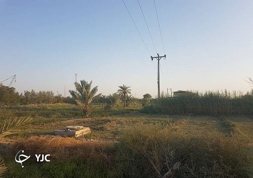 کمبود و شوری آب بلای جان نخلستان ها