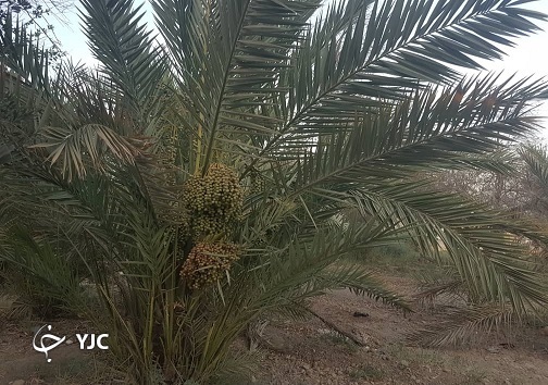 کمبود و شوری آب بلای جان نخلستان ها
