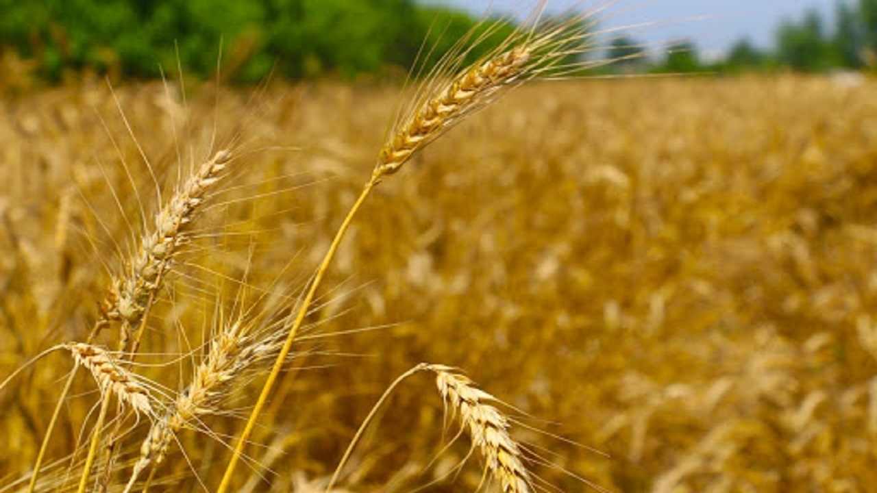 خروج گندم از استان زنجان ممنوع است