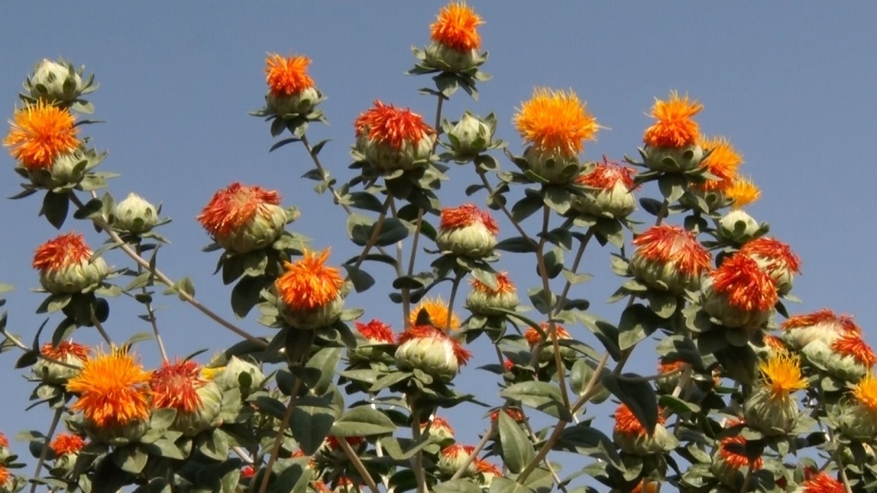 گلرنگِ مبارکه رنگین تر از همیشه