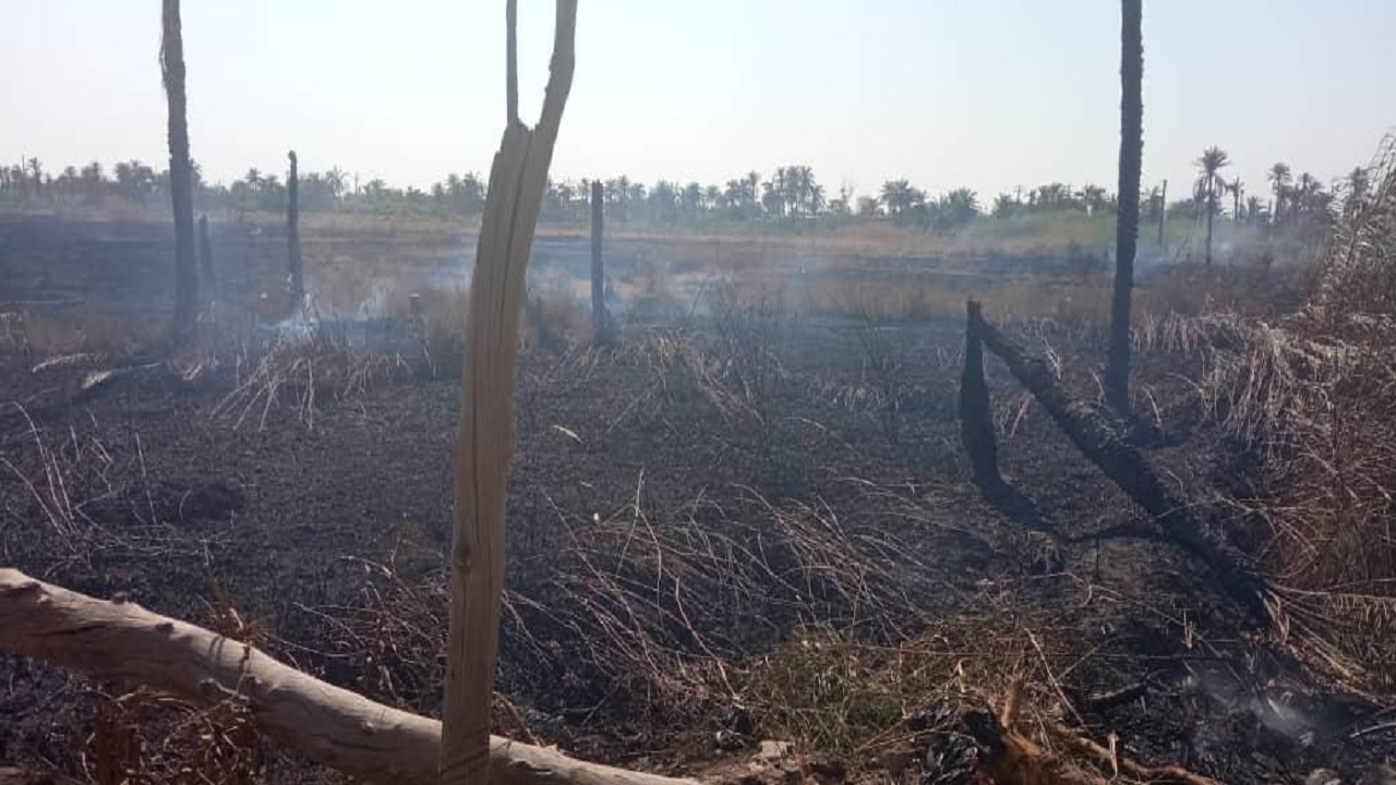 آتش سوزی نیزارها در روستای محرزی خرمشهر