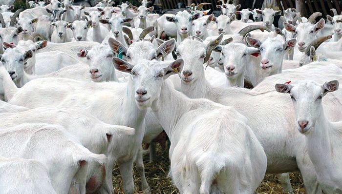 درآمد ۲۰۰ میلیونی با پرورش ۴۰ بُز سانن/نژادی که ۶ برابر بز‌های معمولی شیر می‌دهد