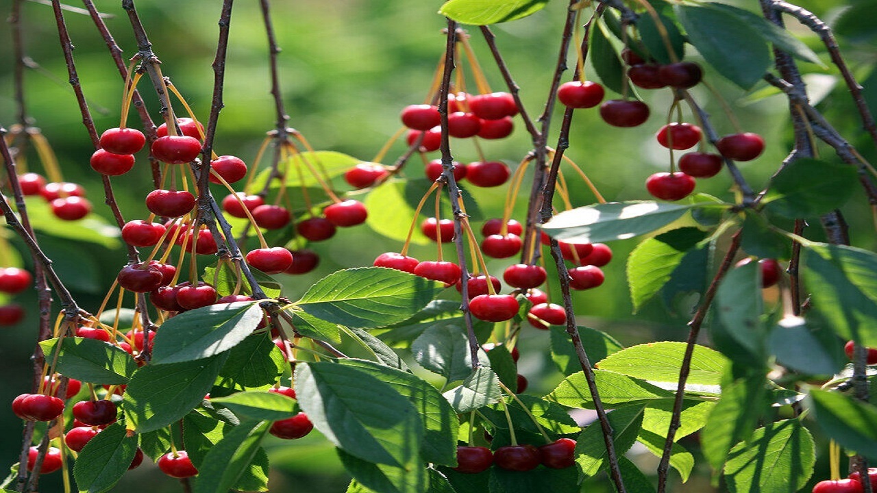 برداشت ۶۸۸ تن آلبالو در اشنویه