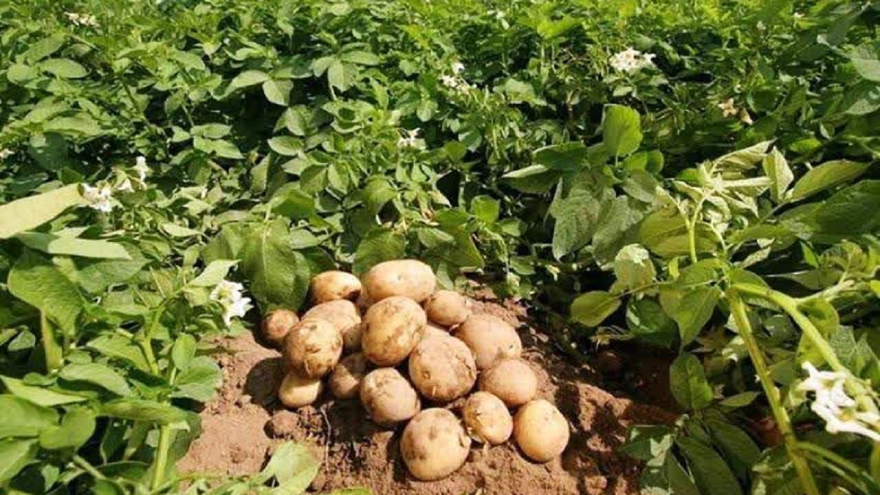 کاهش سطح زیر کشت سیب‌زمینی در شهرستان شهرکرد