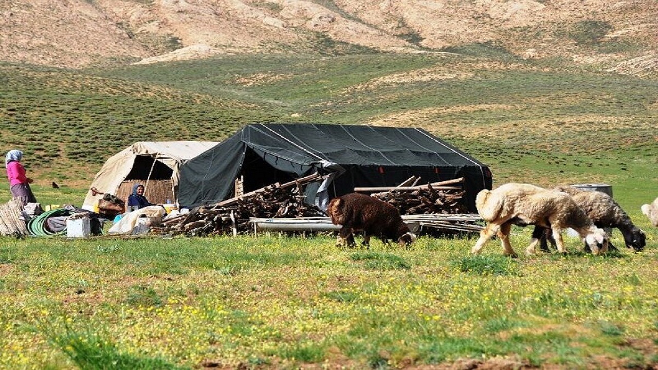 خشکسالی بلای جان تولیدات دامی / کاهش ۵۰ درصدی  تولیدات دامی در سربیشه