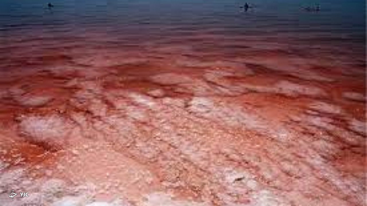رشد جلبک عامل تغییر رنگ دریاچه ارومیه