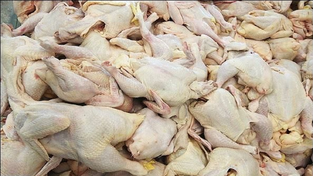 توقیف محموله گوشت مرغ بدون مجوز در رودسر