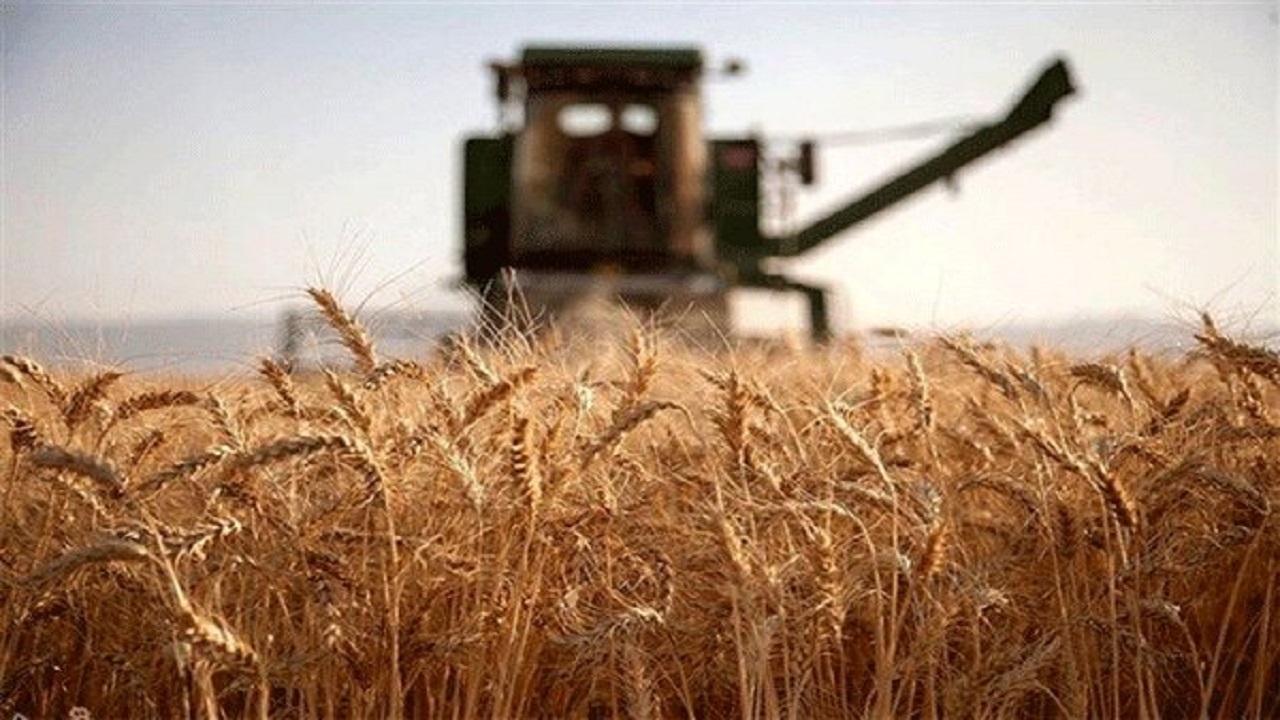 ۸۴ درصد مطالبات گندم‌کاران استان سمنان پرداخت شد