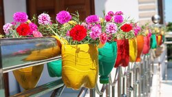 بهره وری از گل زیبایی که با کم آبی سازگار است + فیلم