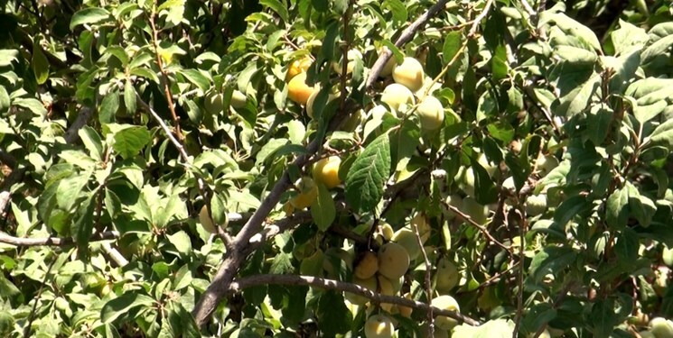 میوه های &laquo;باغ جادو&raquo; وقف فقرا است