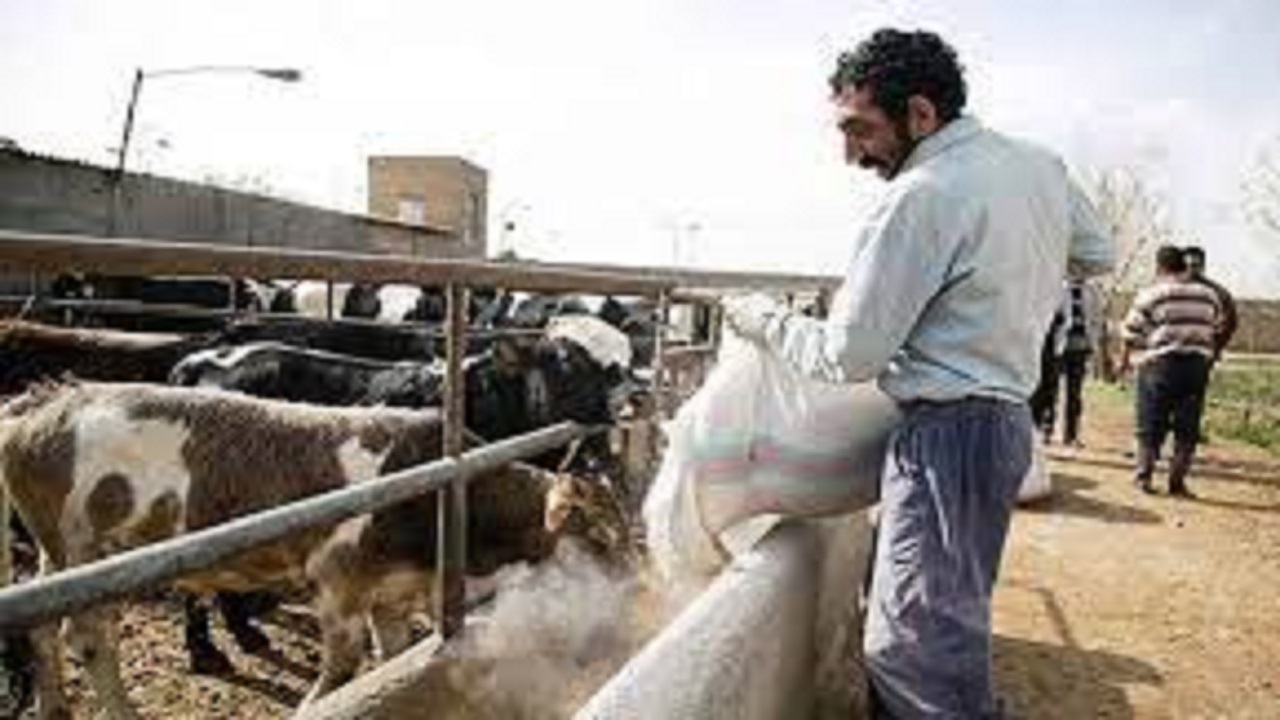 تامین تنها ۱۰ درصد از اقلام مورد نیاز دامداران با ارز ۴۲۰۰ تومانی